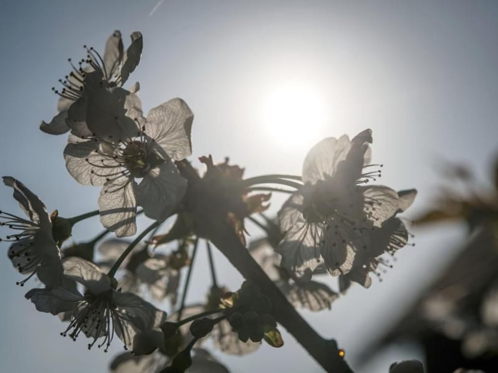 Kirschblüten leuchten in Herdecke in der Sonne. Foto: Bernd Thissen