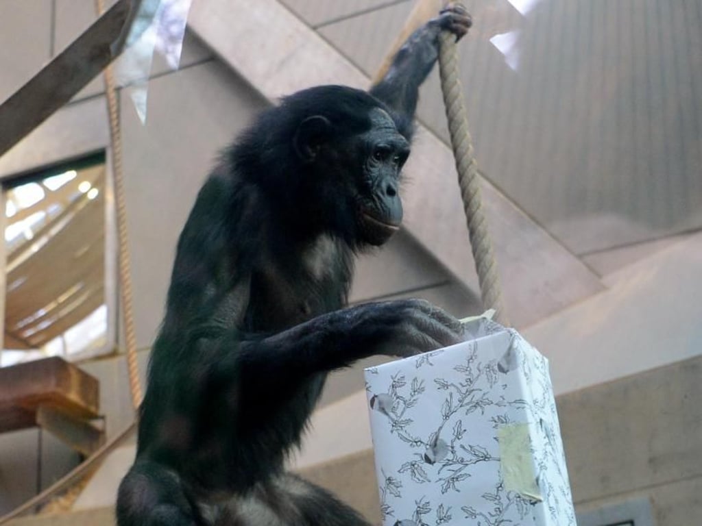 Auch die Bonobos stürzten sich auf die Gaben der Besucher. Foto: Franziska Kraufmann