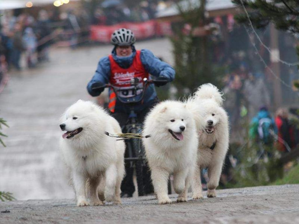 Lena Werner mit ihren vier Samojeden beim 19. Internationalen Schlittenhunderennen in Hasselfelde. Foto: Matthias Bein