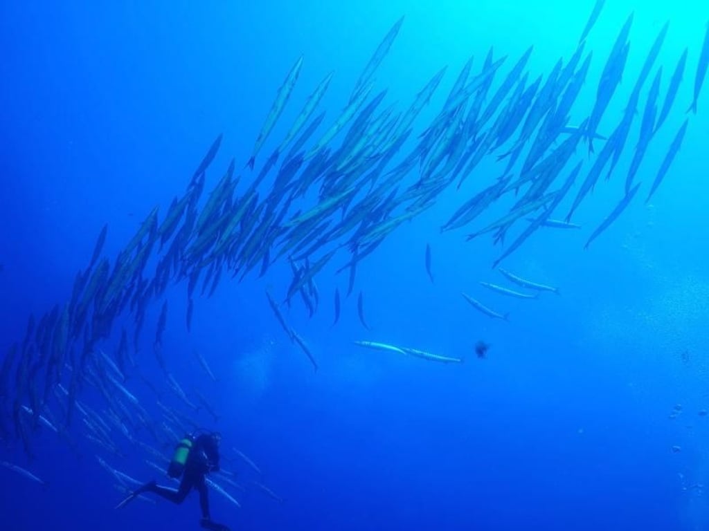 Im Seereservat der Illes Columbretes treffen Taucher auf Schwärme von Barrakudas. Foto: www.barracudabuceo.com