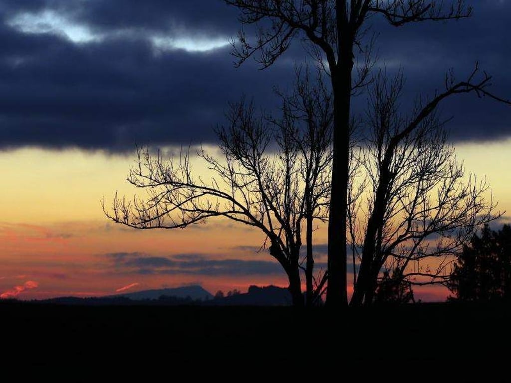 Ein kahler Baum steht bei Wald vor bewölktem Abendhimmel. Foto: Karl-Josef Hildenbrand/Archiv