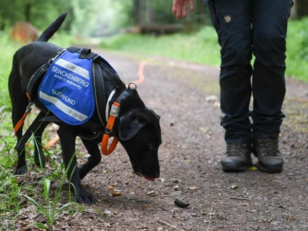 Labradorhündin «Maple» schnuppert beim Training an einer Losungsprobe. Foto: Arne Dedert