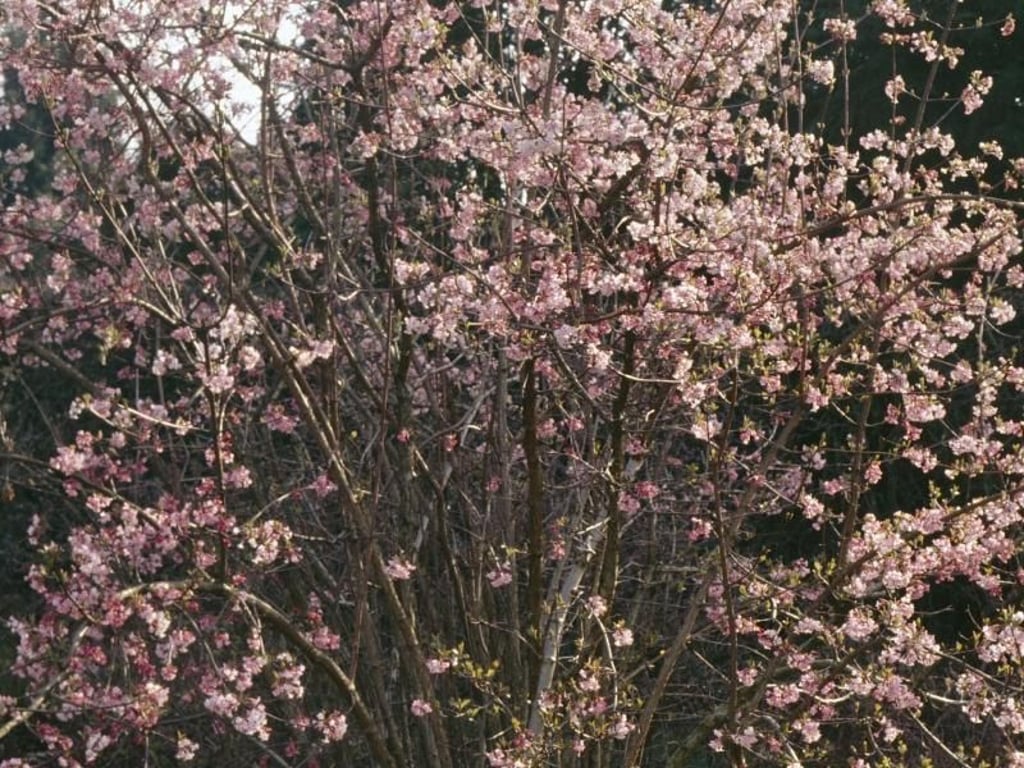 Der Bodnant-Winterschneeball (im Bild Viburnum x bodnantense 'Dawn') wird bis zu drei Meter hoch. Foto: Marion Nickig