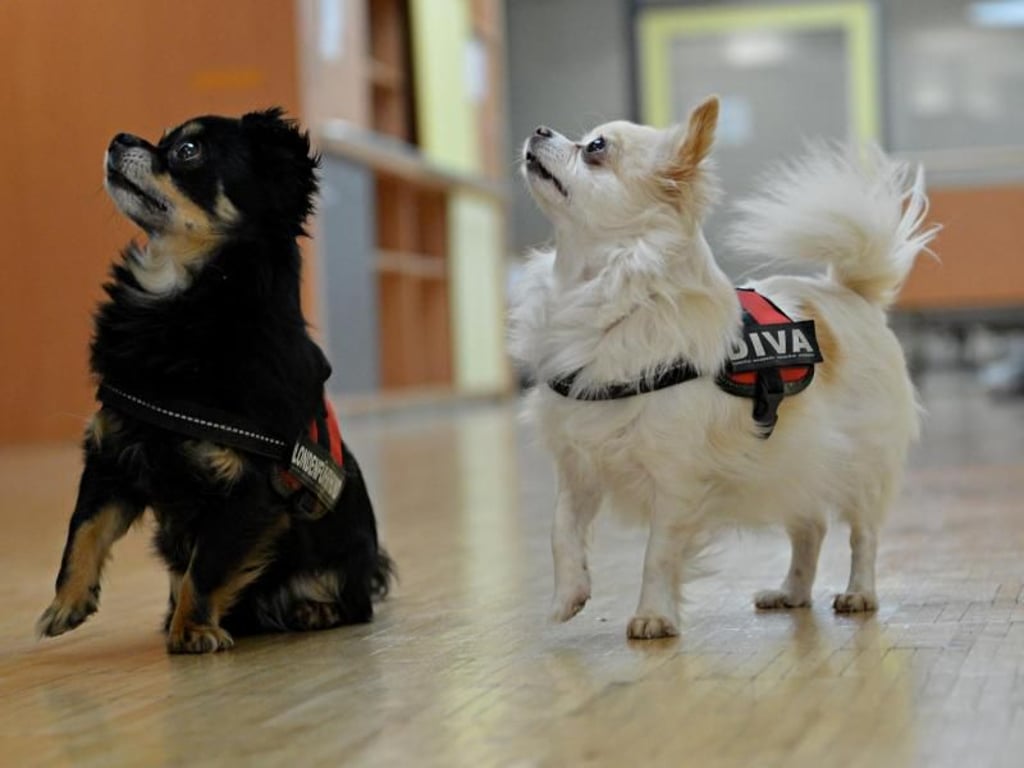 Die beiden Chihuahuas Faye (l.) und Jasper helfen Patienten mit psychischen Problemen. Foto: Franziska Kraufmann