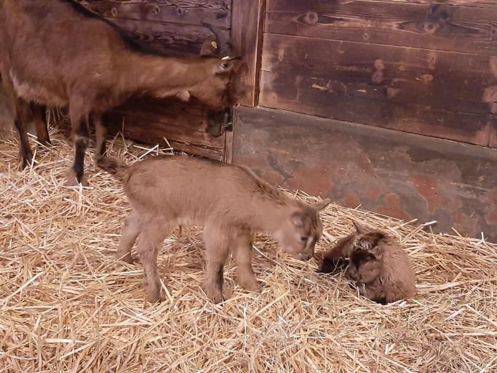 Kölner Zoo