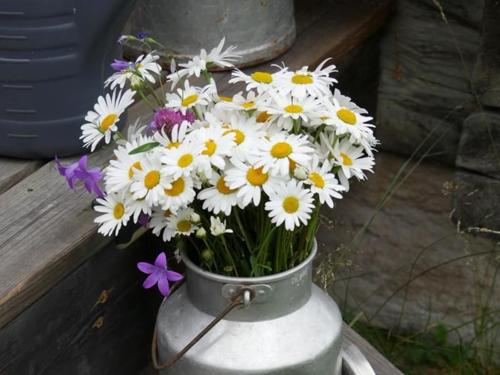 Viele Schweden begrüßen an Midsommar die Rückkehr des Lichts und des Sommers - da dürfen frische Blumen natürlich nicht fehlen. Foto: Isabelle Modler