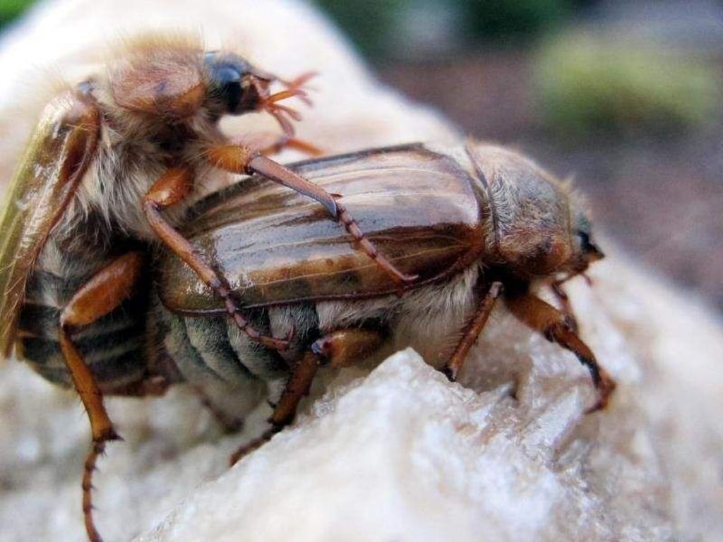 Bevor die Junikäfer, oder auch Gerippte Brachkäfer genannt, sich paaren, fliegen sie etwas unkoordiniert durch die Gegend. Das verunsichert vor allem Stadtbewohner, die sich oft angegriffen fühlen. Foto: Stefan Thomas