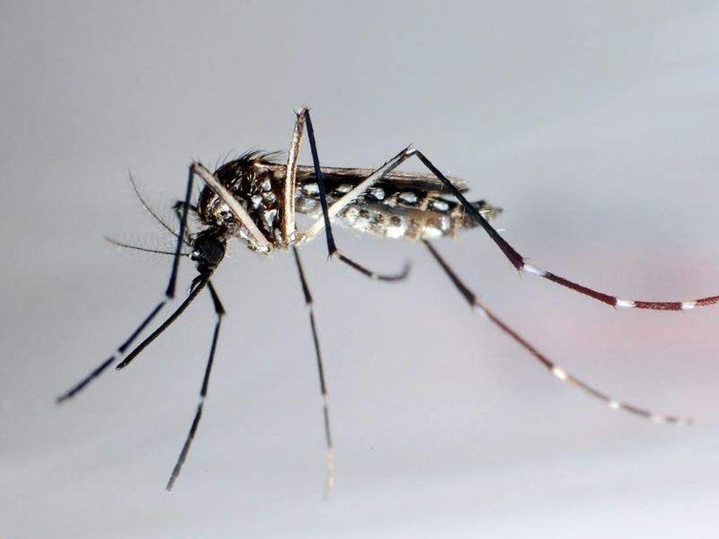 Der Moskito «Aedes aegypti» oder auch «Stegomyia aegypti». Foto: Gustavo Amador/Archiv
