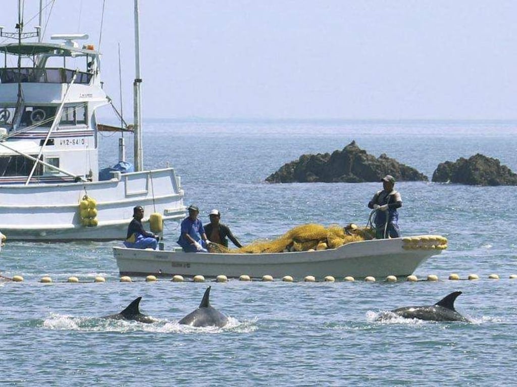 Fischer treiben kleine Wale in eine Bucht vor der Westküste Japans. Foto: kyodo