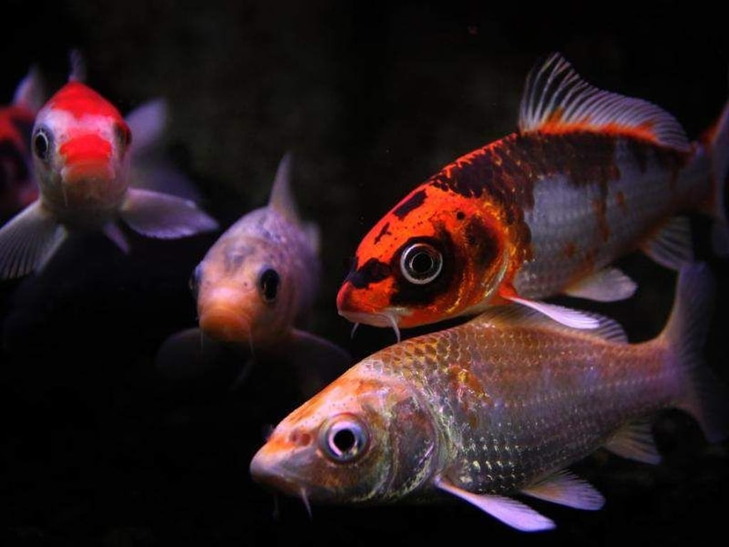 Karl-Josef Hildenbrand