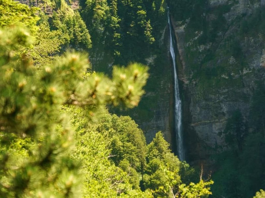Naturjuwel: Der Perucica-Forst im Sutjeska-Park ist einer der letzten Urwälder Europas. Foto: Philipp Laage