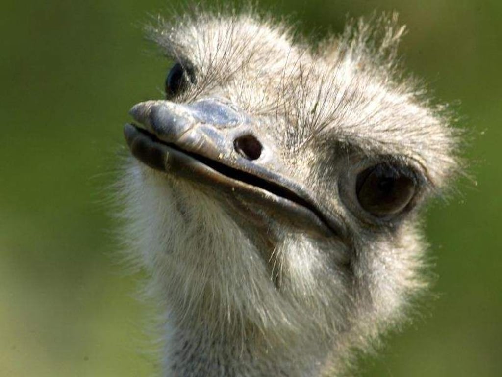 Vögel können ohne Ohren hören, in dem sie ihren Kopf neigen. Foto: Bernd Settnik