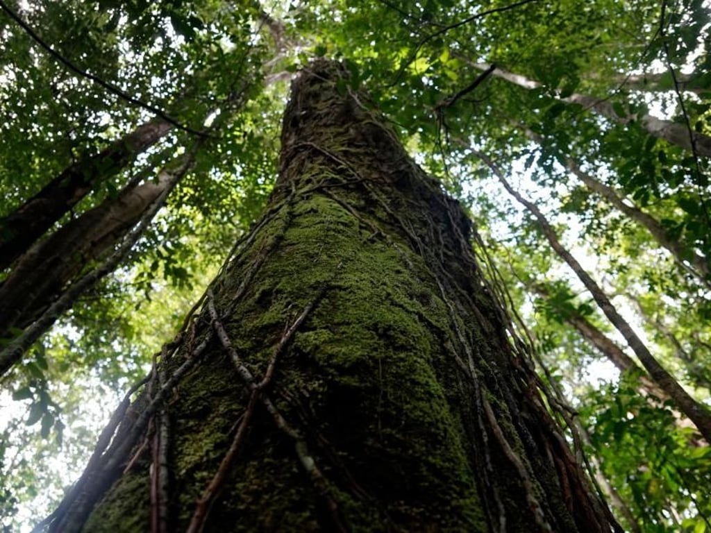 Attraktion für Naturliebhaber: gewaltiger Tropenbaum im Regenwald von Suriname. Foto: Steven Hille