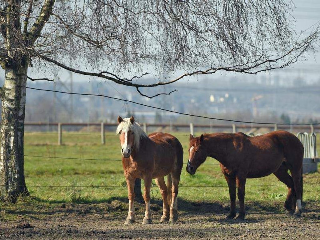 Brechen Pferde von der Koppel aus, können sie einigen Schaden anrichten. Halter sollten sich gegen dieses sogenannte Weiderisiko absichern. Foto: Henning Kaiser/dpa