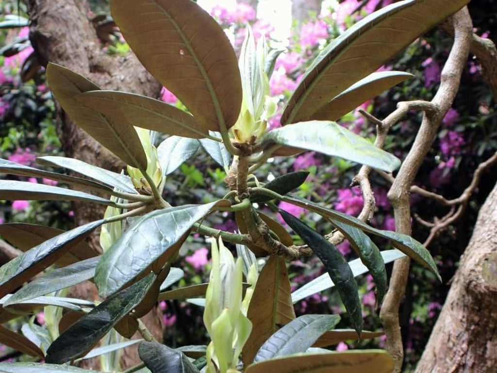Stolzes Exemplar: um 1930 gepflanzter Rhododendron Rex im Pflanzenpark Hobbie. Foto: Bernd F. Meier