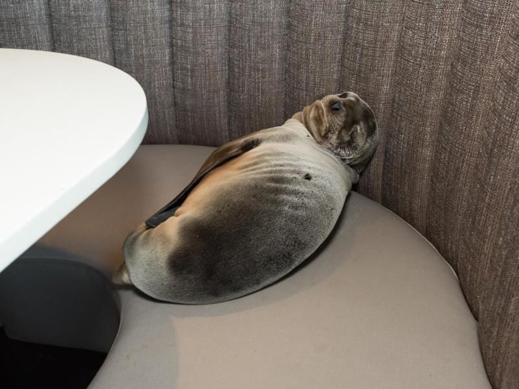 Auf einer Sitzbank ist das ausgemergelte Seelöwenbaby eingeschlafen. Mitarbeiter des «Marine Room»-Restaurant haben es entdeckt und ein Rettungsteam für Meeressäuger geholt. Photo: Mike Aguilera/SeaWorld Foto: Mike Aguilera