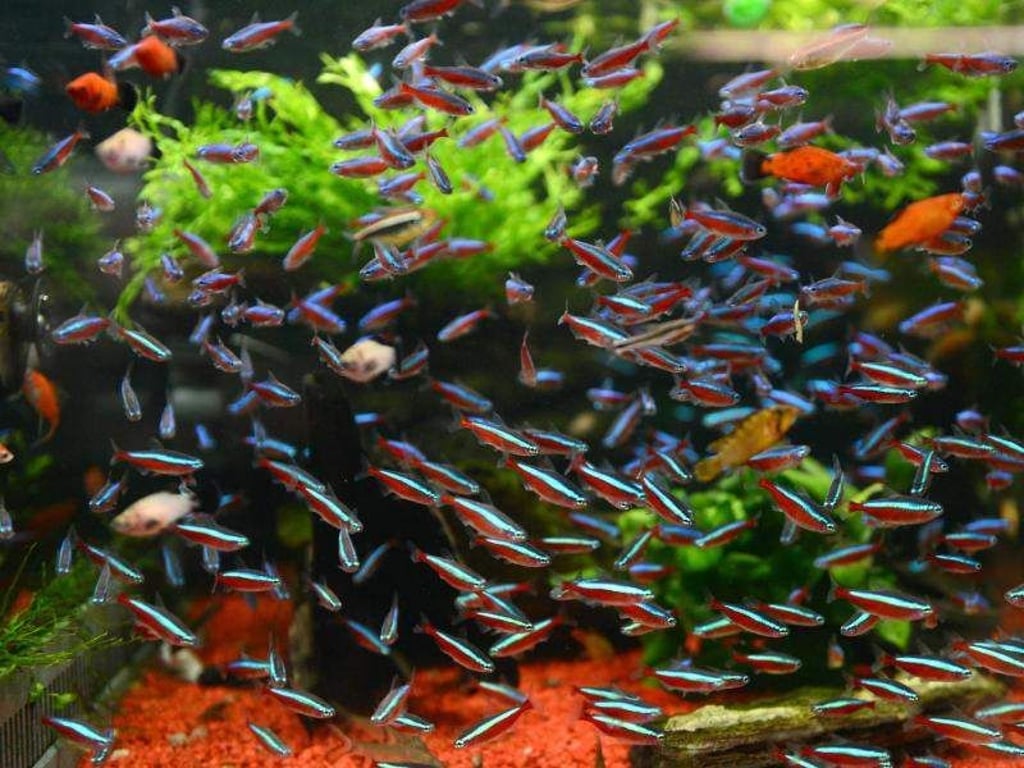 Neonsalmler (Paracheirodon innesi) fühlen sich im Schwarm am wohlsten. Sie sind gerade für Anfänger einfach zu halten. Foto: Caroline Seidel
