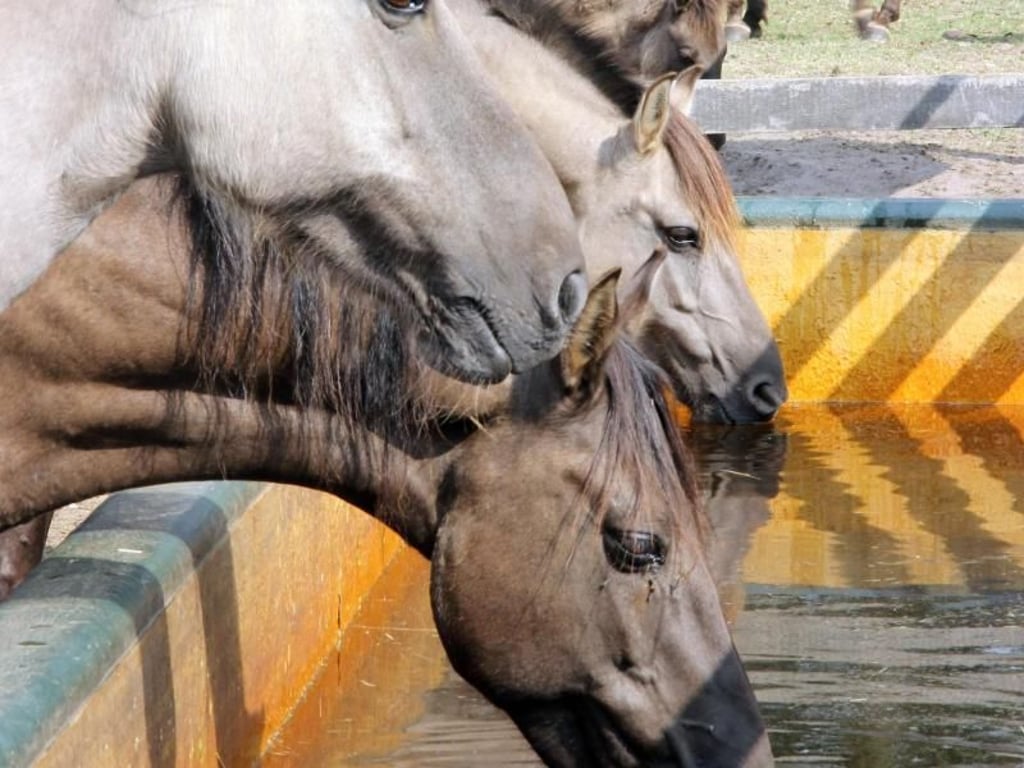 Die Dülmener Wildpferde tauchen stets im Familienverband an der Tränke auf - sie leben weitgehend frei und ohne Einfluss des Menschen. Foto: Bernd F. Meier