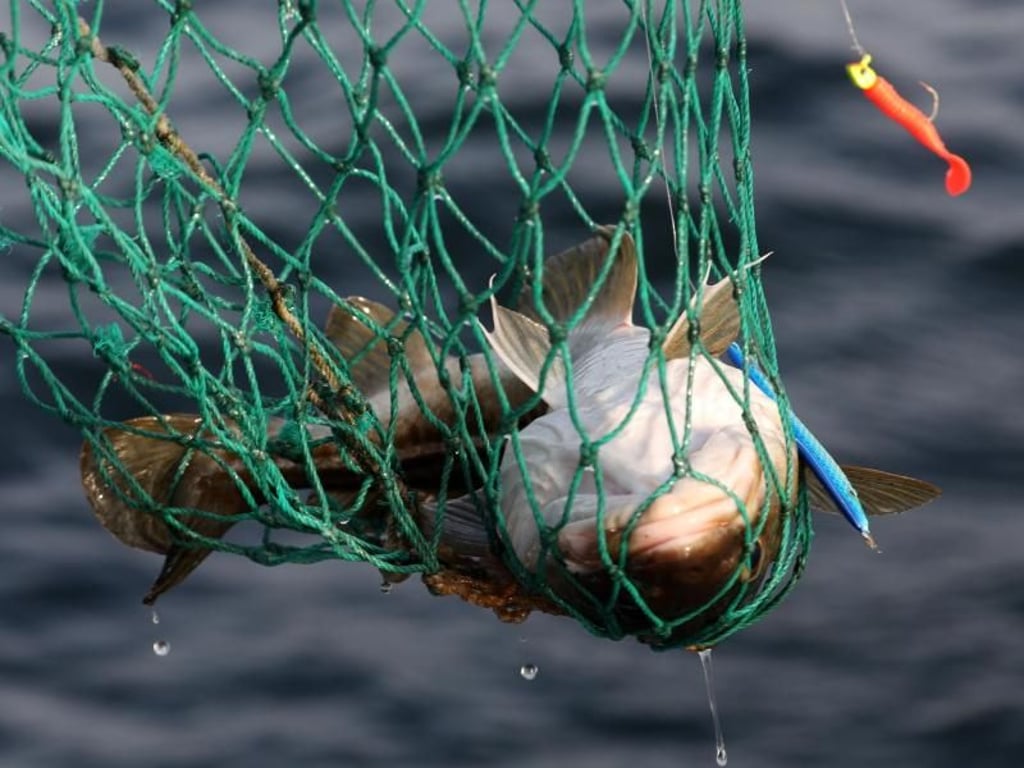Ein Kabeljau wird auf der Ostsee vor Warnemünde an Bord eines Angelkutters mit einem Kescher aus dem Wasser geholt. Laut FAO sind bis zu 89 Prozent der kommerziell genutzten Fischbestände ausgereizt, überfischt oder zusammengebrochen. Foto: Bernd Wüstneck