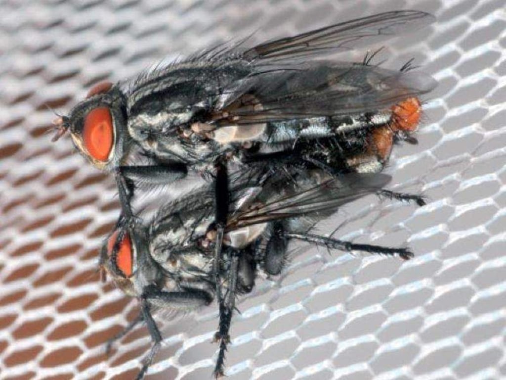 Fliegen der Art Emblemasoma erro paaren sich. Forscher fanden heraus, dass das romantische Zirpen bei Insekten dabei hilft, einen Sexualpartner zu finden. Foto: Entomological Society of America/dpa