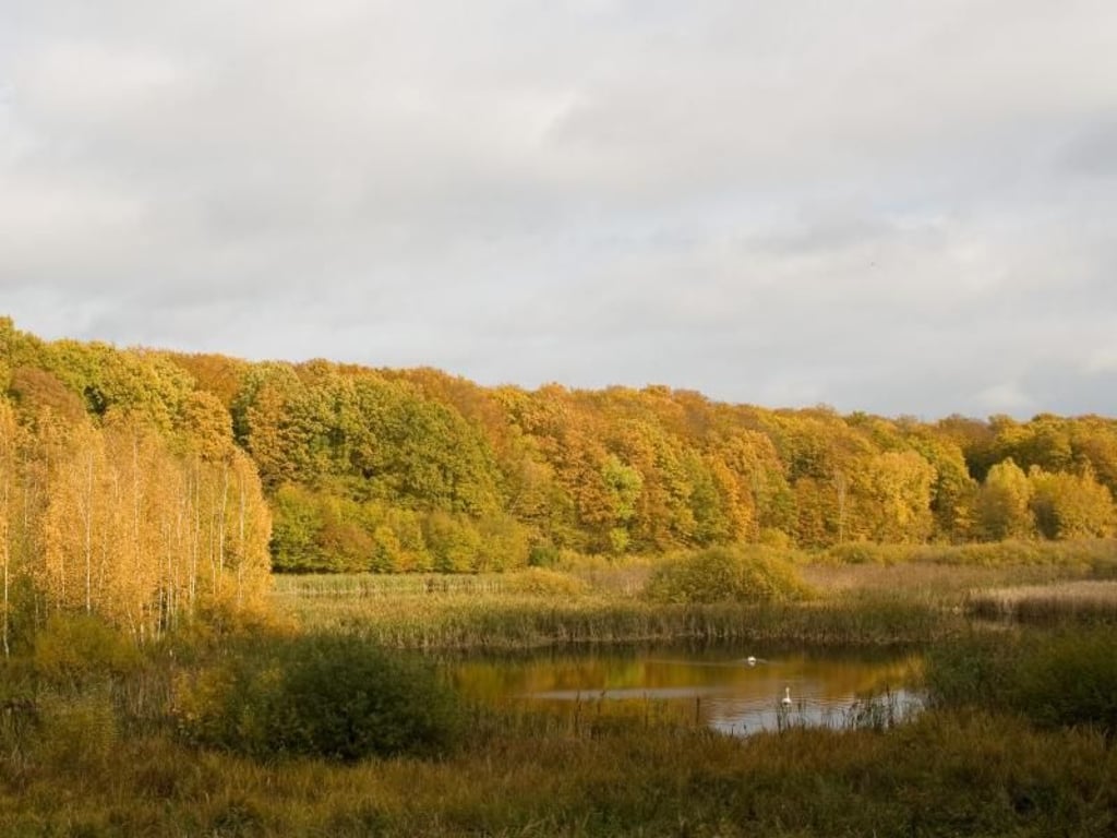 Farbenspiel: Vor allem wenn sich das Laub im Herbst färbt, lohnt sich ein Besuch im Buchenwald Grumsin. Foto: Klaus Pape/LfU Brandenburg