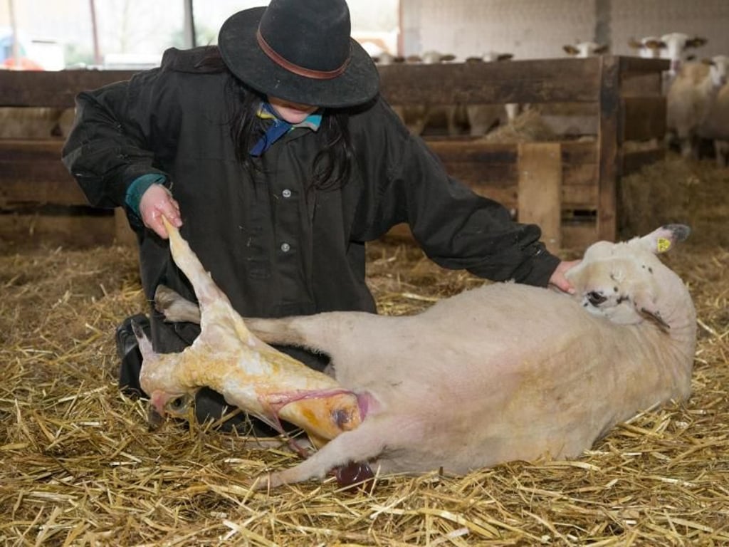 Sarah Twente hilft einem Bentheimer Landschaf bei der Geburt eines Lammes. Foto: Friso Gentsch