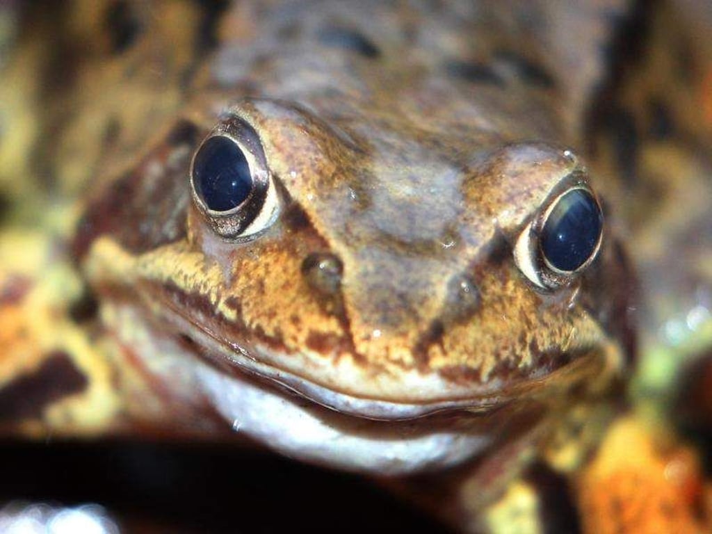 Ein Grasfrosch auf dem Waldboden. Besondere Sehzellen in der Netzhaut von Fröschen befähigen die Tiere im Dunkeln Farben zu erkennen. Foto: Karl-Josef Hildenbrand/Archiv