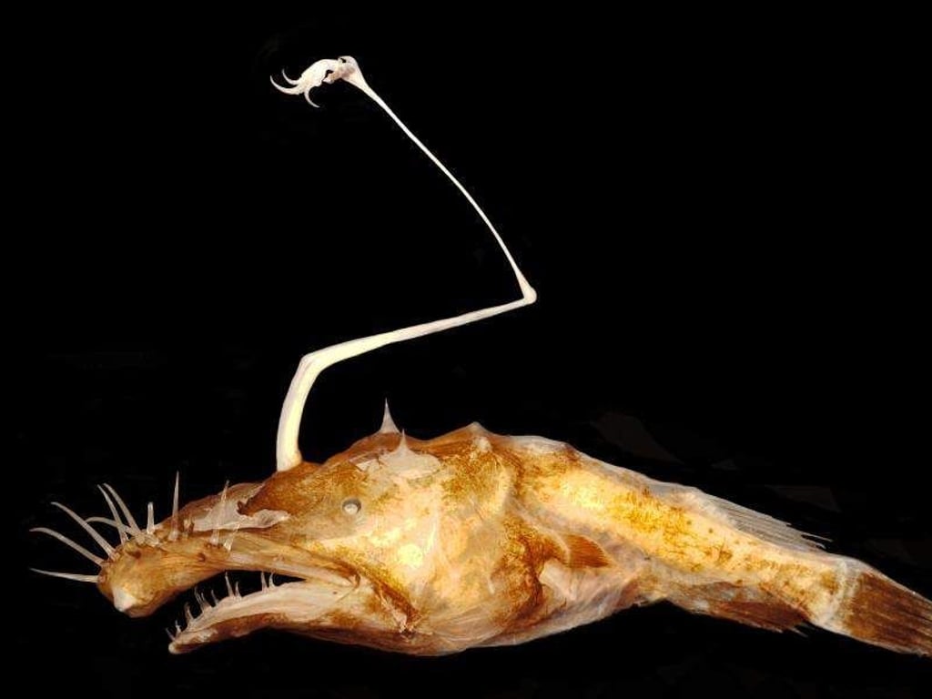Der Tiefsee-Anglerfisch Lasiognathus ist nur etwa 50 Millimeter groß und beheimatet im Golf von Mexiko. Foto: Theodore W. Pietsch / University of Washington / dpa
