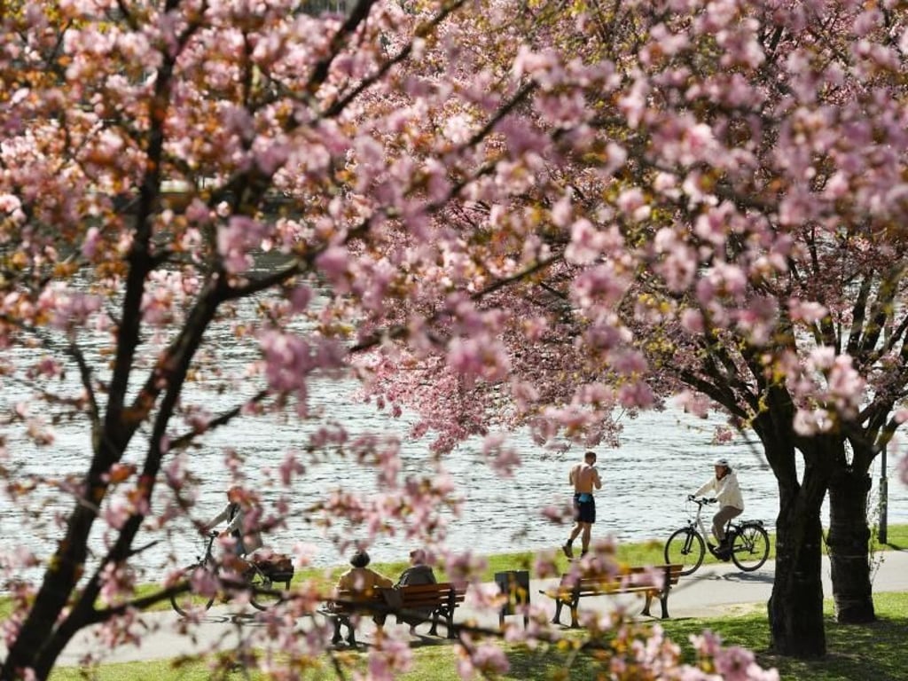 Zwischen blühenden Bäume genießen Radfahrer und Spaziergänger das schöne Wetter am Mainufer von Frankfurt am Main. Foto: Arne Dedert