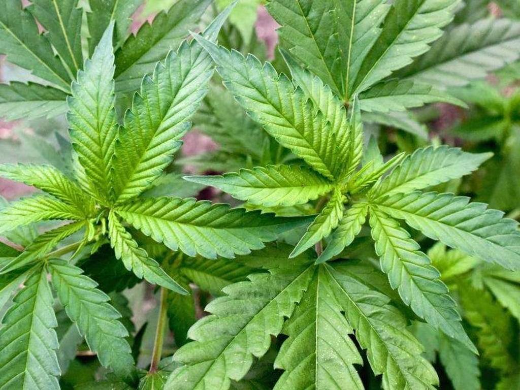 Cannabis darf künftig als Medizin eingesetzt werden. Ein entsprechendes Gesetz wurde nun vom Bundestag beschlossen. Foto: Patrick Pleul
