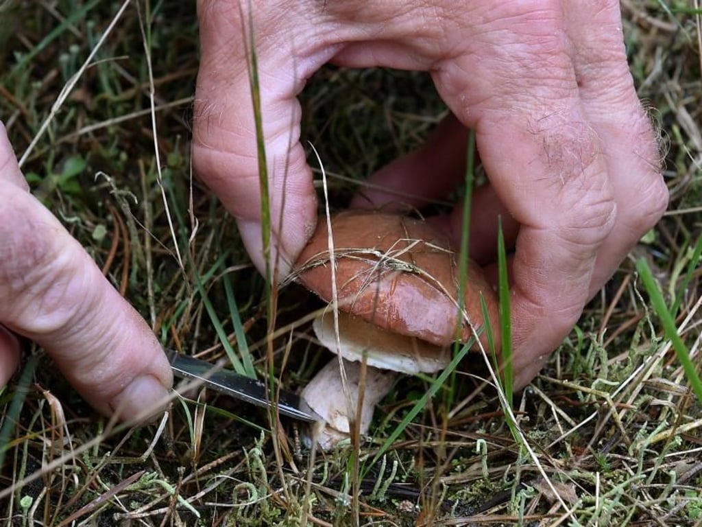 Ein Butterpilz! Kann man durchaus essen. Foto: Bernd Settnik