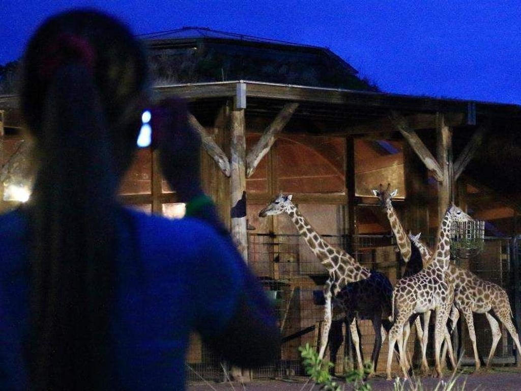 Besucher beobachten während der Zoonacht im Zoologischen Garten in Magdeburg die Giraffen. Foto: Jens Wolf/Archivbild