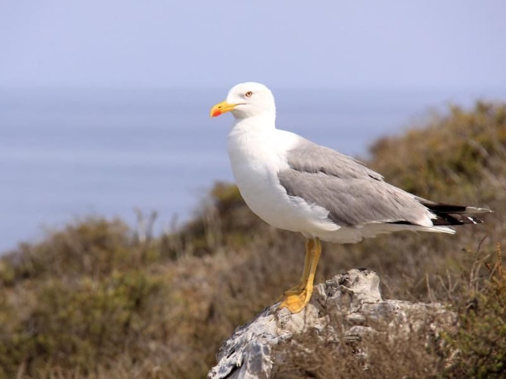 Unter Schutz gestellt: Columbretes ist ein Paradies für Vögel. Foto: Manuel Meyer