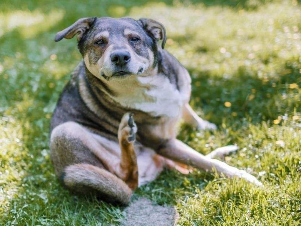 Wenn der Hund nicht aufhört sich zu kratzen und die Pfoten zu lecken, sollten Halter ihren Hund auf Grasmilben untersuchen. Sie sind als orange-gelbe Punkte erkennbar. Foto: Markus Scholz