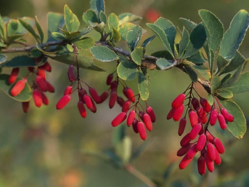 Nur die Früchte der in Deutschland heimischen Gewöhnlichen Berberitze (Berberis vulgaris) sind essbar. Foto: Marion Nickig/dpa-tmn