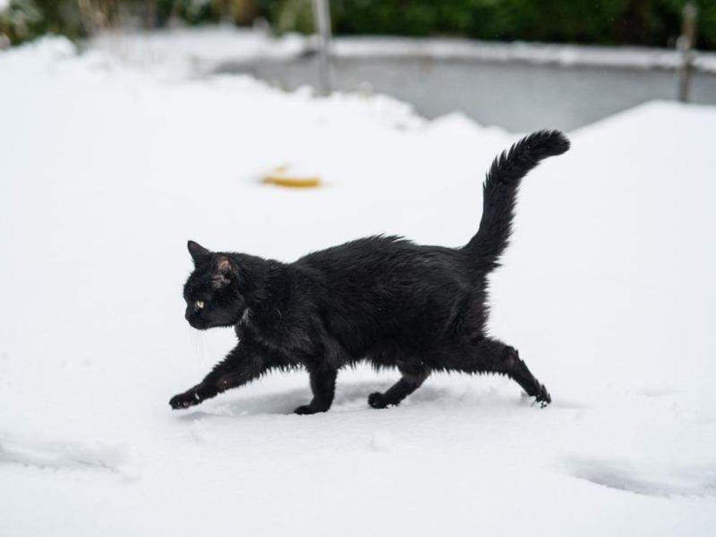 Katzen wollen auch im Winter draußen durch die Natur streifen. Für ihre Halter gibt es in dieser Zeit einiges zu beachten. Foto: Daniel Reinhardt
