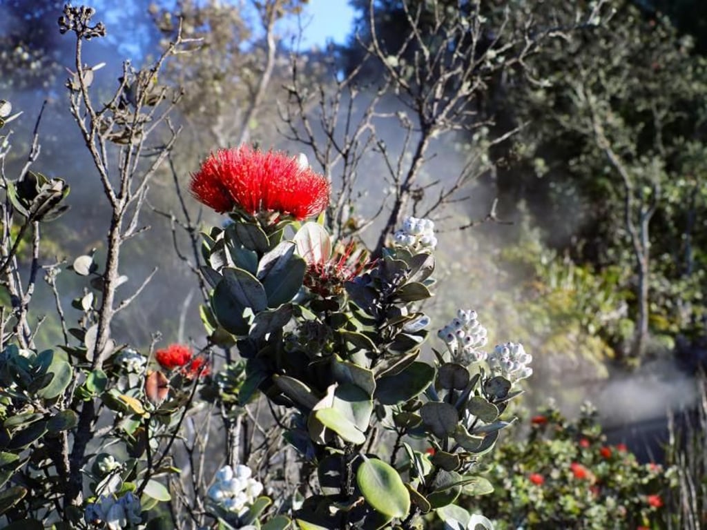 Neue Blüte: Die Sprösslinge der Ohia-Bäume, die bestens mit den harschen Bedingungen am Vulkan zurechtkommen, erobern sich ihren Platz in der Pflanzenwelt zurück. Foto: Jörg Michel/dpa-tmn