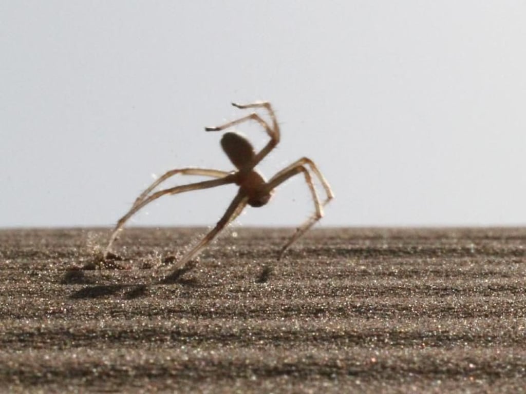 Die Flick-Flack-Spinne Cebrennus rechenbergi in Aktion. Foto: Ingo Rechenberg/ Frankfurter Senckenberg-Forschungsinstitut