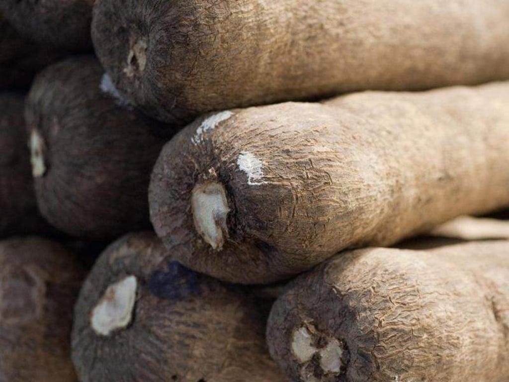 Yamswurzeln kann man wie Kartoffeln als Beilage servieren oder in Suppen verarbeiten. Foto: Klaus-Dietmar Gabbert