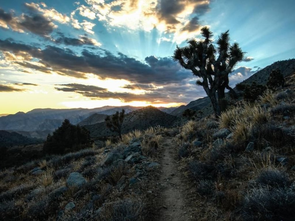 Sonnenaufgang in der Mojave-Wüste: Am Wegrand warten Joshua Trees auf die Wanderer. Foto: Ryan Weidert