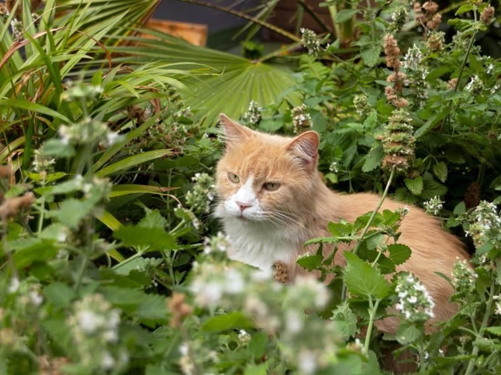 Der Kater Crookshank entspannt sich im Tierhotels AtFrits. Foto: Tycho Schildbach