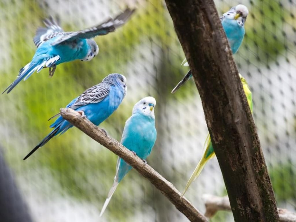 Auch Wellensittiche brauchen viel Platz und mindestens einen Partner - schließlich leben sie in freier Natur in Schwärmen. Foto: Andrea Warnecke