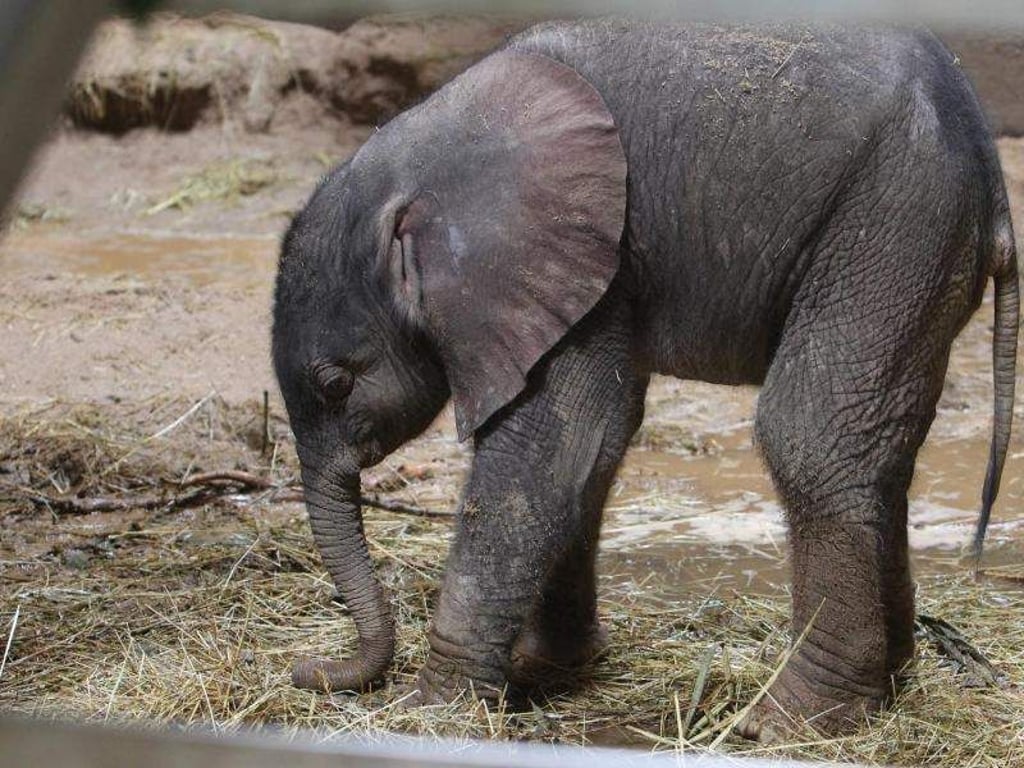 Das Elefantenbaby steht im Zoo von Halle/Saale in seinem Gehege. Foto: Sebastian Willnow/Archiv