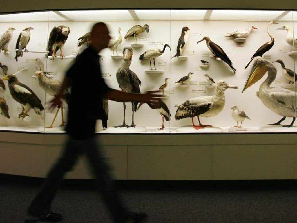 Ein Besucher geht im «Heineanum» an ausgestopften Vögeln vorbei. Foto: Jens Wolf/Archiv