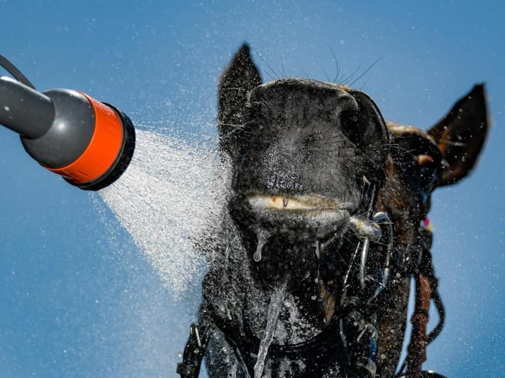 Ein Pferd wir nach einem Rennen mit einem Wasserschlauch zur Erfrischung abgespritzt. Foto: Axel Heimken