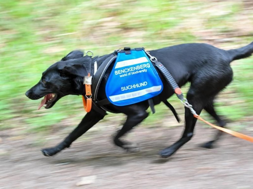 Labradorhündin «Maple» sucht beim Training in einem Waldstück in Wirtheim bei Gelnhausen nach Losungsproben. Foto: Arne Dedert