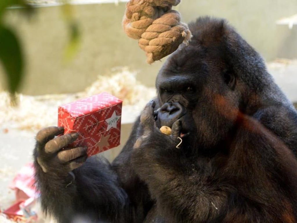 Mit der Geschenk-Bastelaktion möchten der Zoo und seine Besucher den bedrohten Artgenossen der Menschenaffen in der Wildnis helfen. Foto: Franziska Kraufmann