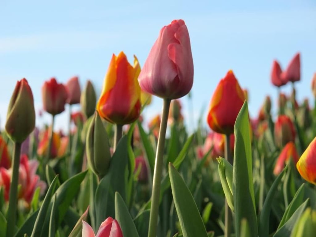 Jedes Jahr für sieben Frühlingswochen hat der Keukenhof geöffnet. Foto: Daniela David