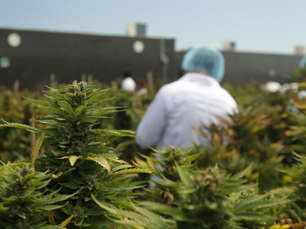 Im Auftrag des Staates: Cannabis-Produktion des Unternehmens International Cannabis Corp in Libertad, Uruguay. Foto: ICC