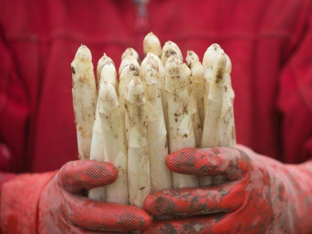 Ein Erntehelfer zeigt frisch gestochenen Spargel. Foto: Klaus-Dietmar Gabbert